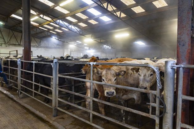 Bullock and heifer prices jump €50-100 as mart trade sharpens
