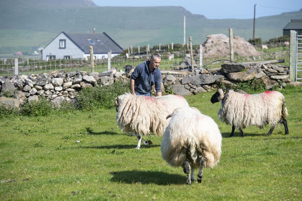 Significant improvements: John Joe Fitzgerald with his hill sheep on his farm on the Dingle peninsula, Co Kerry. Photos: Domnick Walsh
