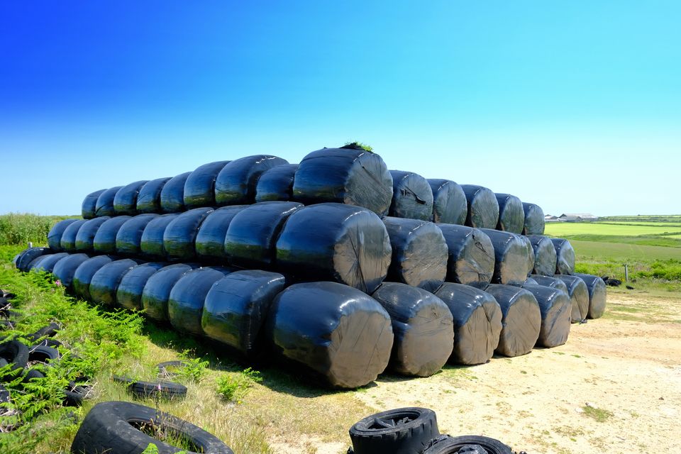 ‘My transition from clamp silage to baled silage should be complete this year’. Photo: Getty