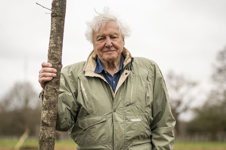 David Attenborough. Photo: PA