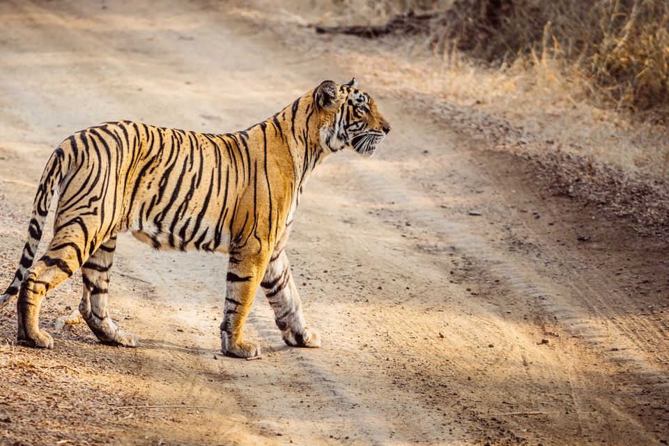 Wildlife: Bengali tigers are the jackpot.