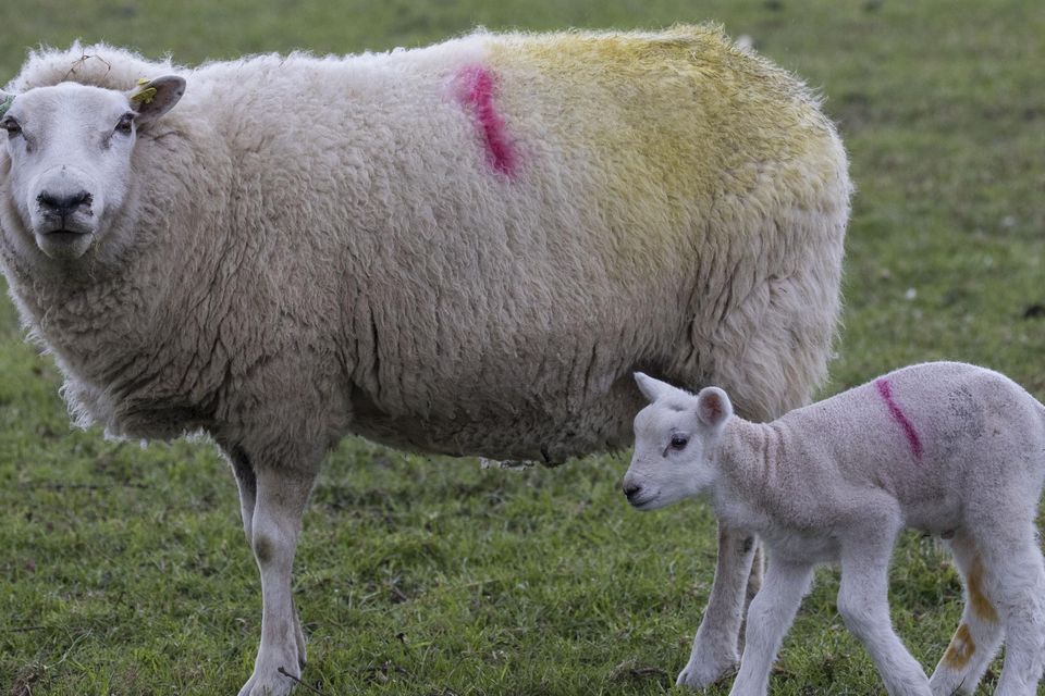 Care: The cold and wet will show up any weaker lambs and poorer-conditioned ewes if they are not minded. Photo: Getty