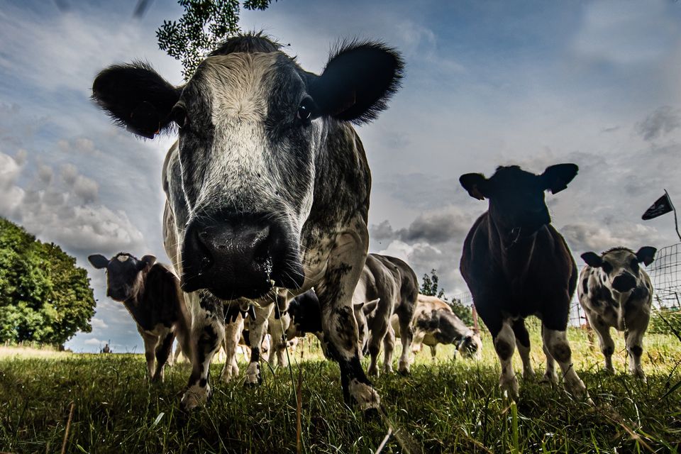 Glanbia shares have fallen 42pc in the past year. Photo: Getty