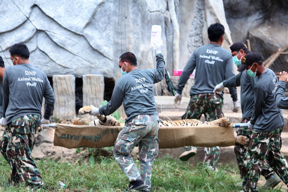 40 dead tiger cubs found in Thai temple freezer