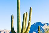 thumbnail: The Sonoran Desert is one of the world's lushest.
