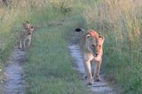 thumbnail: Lions on the move during Rachel's safari in Botswana
