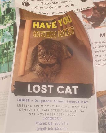 Missing Louth cat ‘Tigger the Tabby’ turns up after nearly 500 days ...