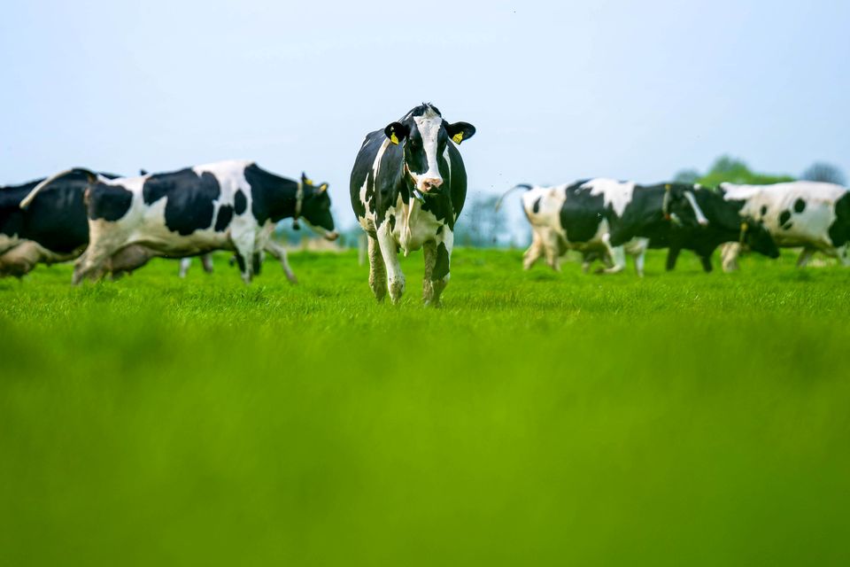 In Rabobank’s base scenario, northwestern European milk production will gradually decrease by 7.4 million metric tons (13pc) to 50 million metric tons from 2023 to 2035 – erasing nearly all the production growth since 2010. Photo: Getty Images