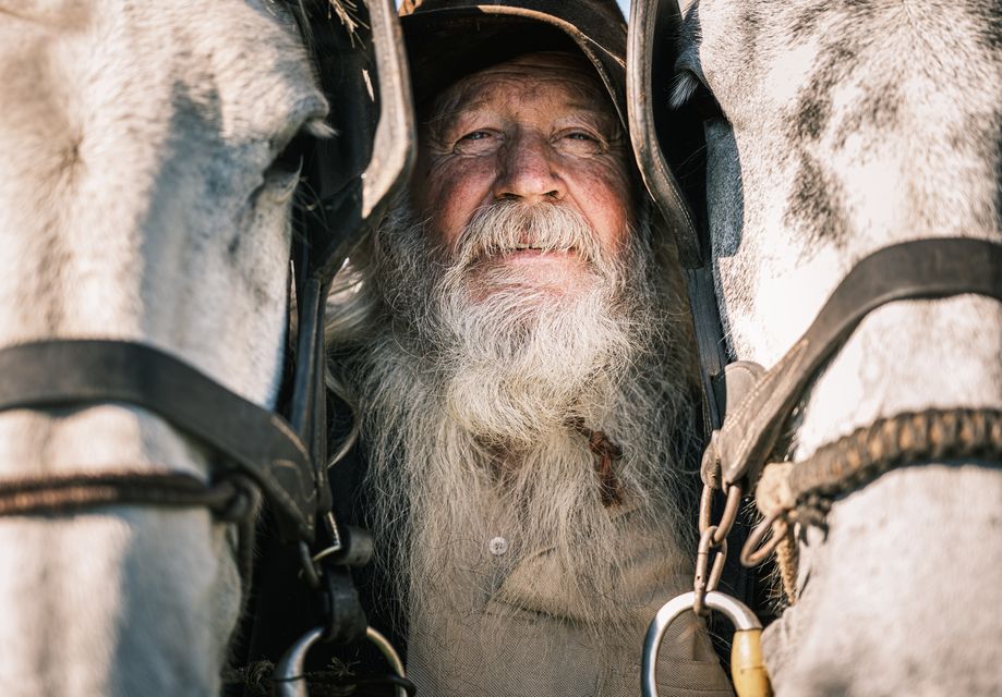 Ploughman Jerry Dennehy from Kerry with his horses on day of  the National Ploughing Championships in Ratheniska. Photo: Mark Condren