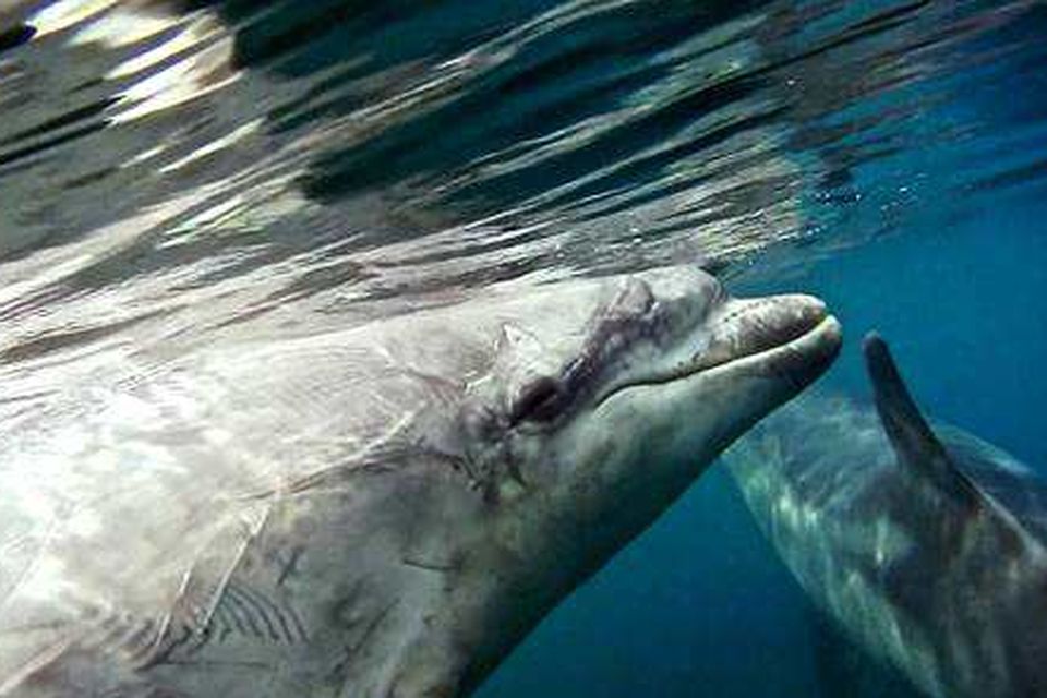 Dolphins 'aggressively' tried to push swimmer underwater off coast of  Ireland