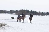 thumbnail: Race horses exercise on the Curragh plains in Co Kildare, yesterday morning. Photo: Eamon Farrell