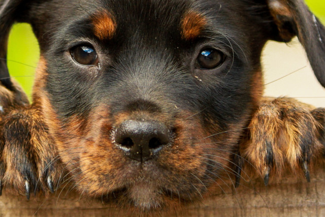 How to buy a happy healthy dog or puppy | Irish Independent