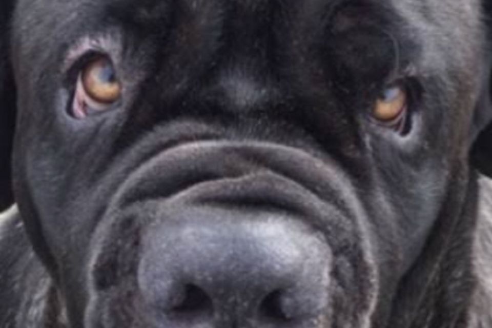 Neapolitan best sale mastiff ireland