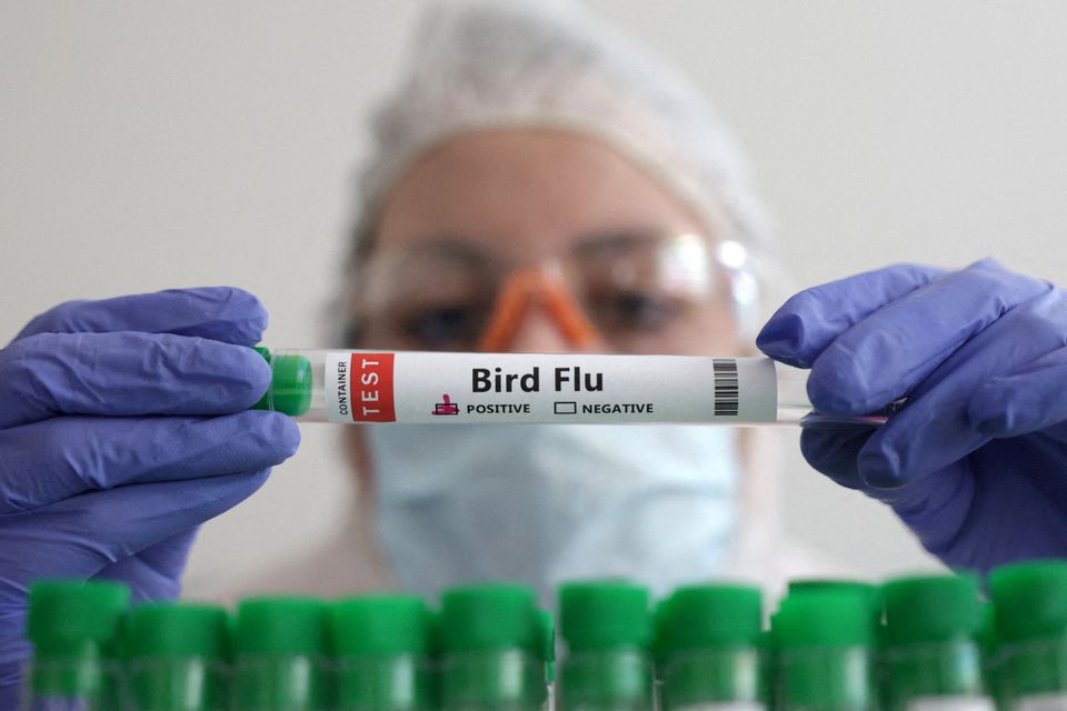 Avian influenza, commonly called bird flu, has been spreading around the world in the past year killing more than 200 million birds.