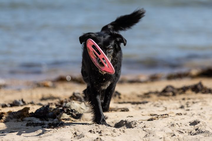 Met Éireann predicts ‘plenty of sunshine’ and temperatures to hit 20 degrees; tree pollen season begins