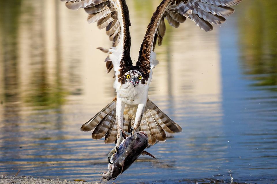 The formidable osprey in action. Photo: Getty Images