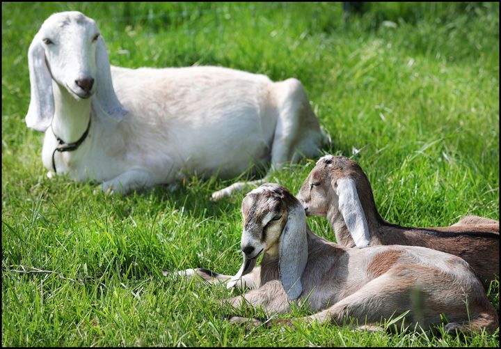 ‘The goats are still doing their thing’ – Hungry goats causing havoc in Limerick gardens