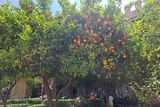 thumbnail: Valencia, where the oranges come from.