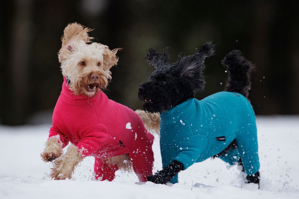 Luna (left) and Daisy play in the snow during a walk at Sixmilewater Park in Ballyclare, Co Antrim. Photo: PA