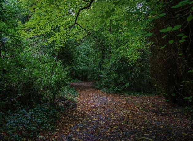 Popular Kerry wood walk sees new 5km loop added | Irish Independent Popular Kerry wood walk sees new 5km loop added