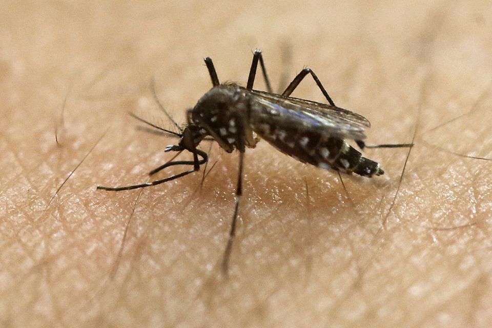 The Aedes aegypti mosquito is behind the large outbreaks of the Zika virus in Latin America and the Caribbean (AP)