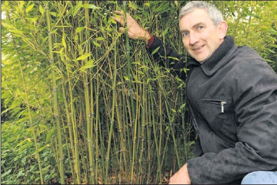 Unique Bamboo project sprouts signs of success on Fingal farm Irish