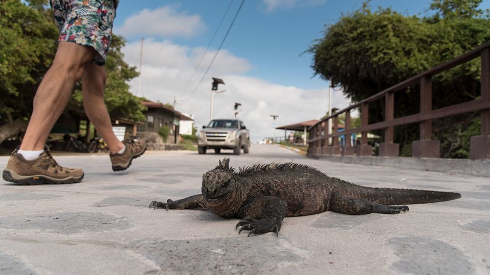 A marine iguana crossing the road on Isabela Island. PA Photo/Sarah Marshall.