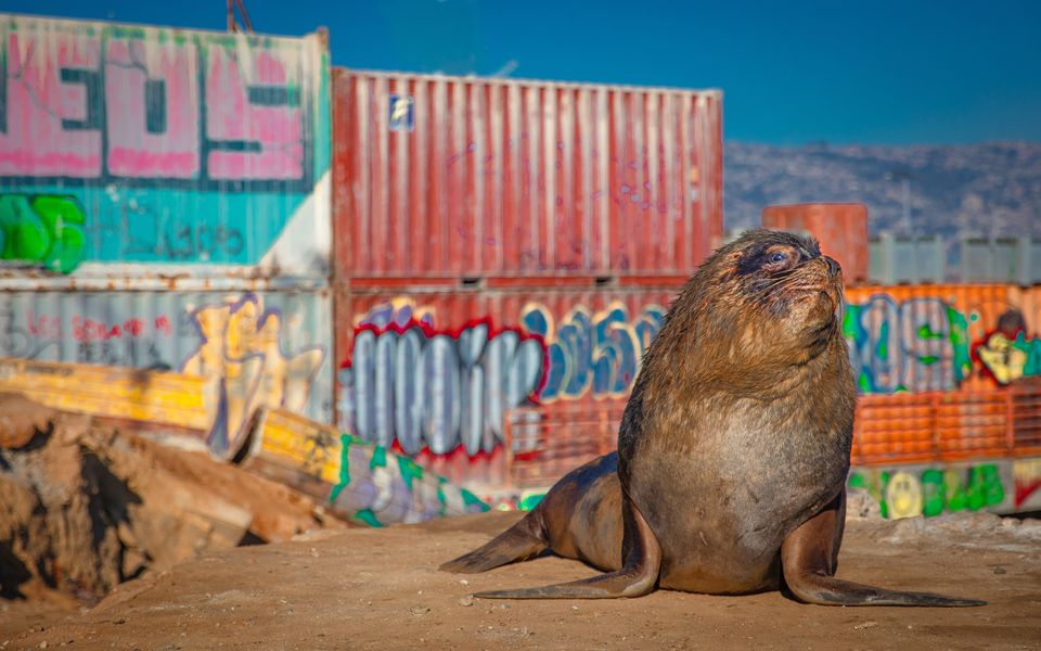 A South American sealion comes ashore into an urban environment in Chile in 'Mammals'. Photo: BBC