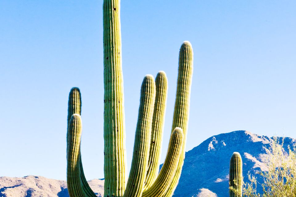 The Sonoran Desert is one of the world's lushest.
