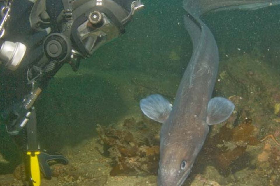 Conger eels are known to be aggressive (picture courtesy of Jimmy Griffin)