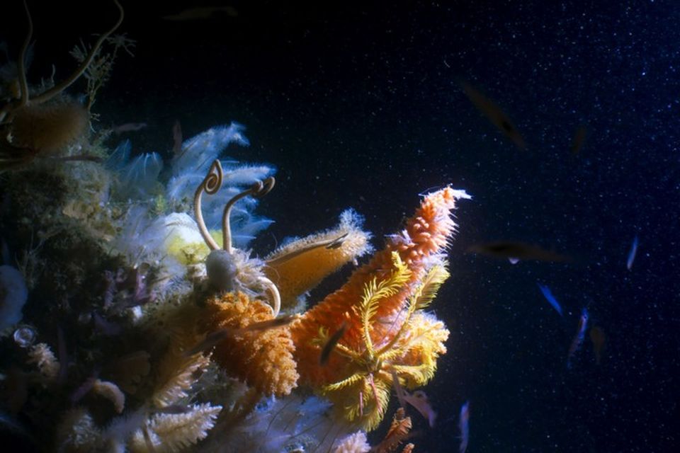 Blue Planet II -  In the deep waters of the Antarctic Sound, the Blue Planet II team found a carpet of life, teeming with dense coverage of invertebrates including giant sponges, two metres tall.  Giant sponges - (C) BBC NHU - Photographer: screengrab