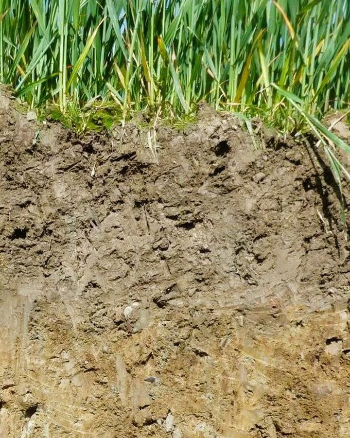 Nature Trail: Soil is a complex mixture of sediments, life-forms, water and air all    functioning together as a system