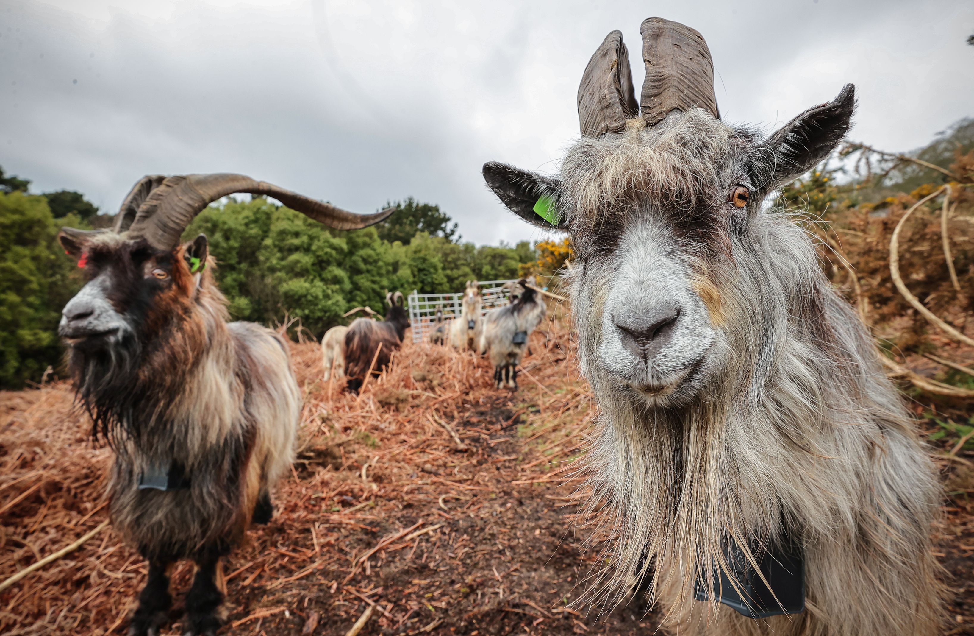 The Old Irish Goat is our living, breathing heritage – how could we let  them die out or be hunted for sport?