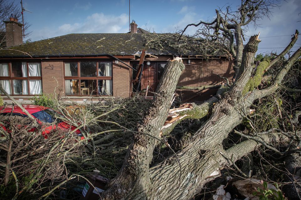 Fallen tree blocks entrance to a resident's home near the Carrick Road in Dundalk.  Photo: David Conachy