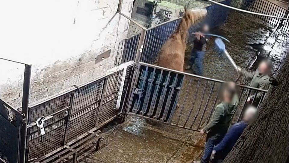 RTÉ footage showed horses being whipped. Photo: RTÉ Investigates