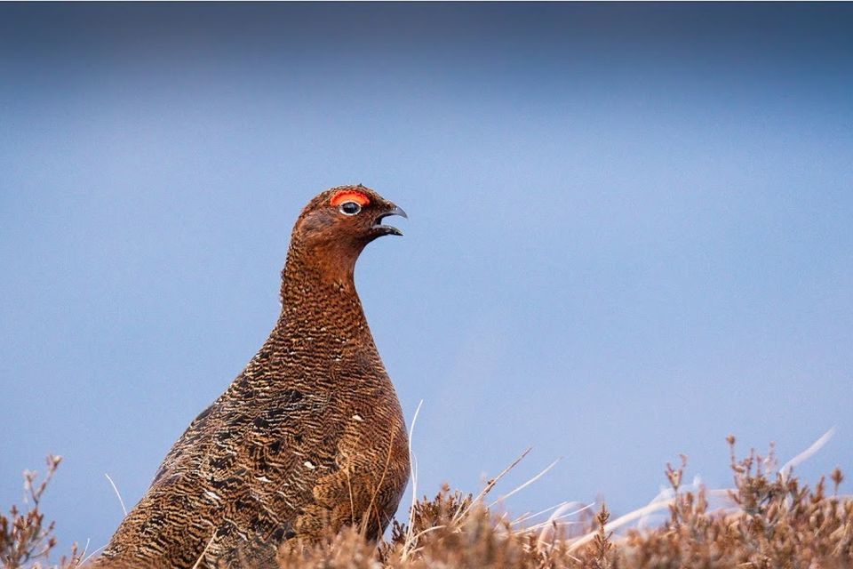 Red Grouse in the Dublin Mountains. Photo: John Murphy