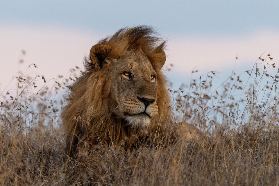 A lion in Borana Conservancy. PA Photo/Sarah Marshall.