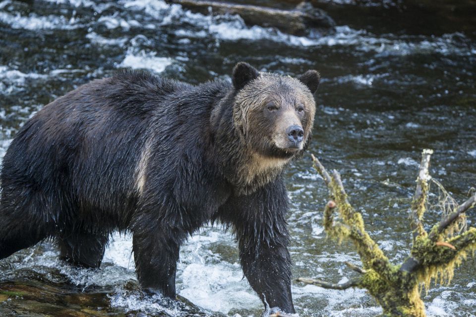 Natural wonders: A grizzly wades through the water