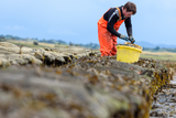thumbnail: Wild Atlantic Oysters being produced, Sligo Bay.  Photographer: Peter Grogan, Emagine.