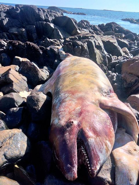 Male killer whale carcass on Dolan beach. Photo: Ronan Davis