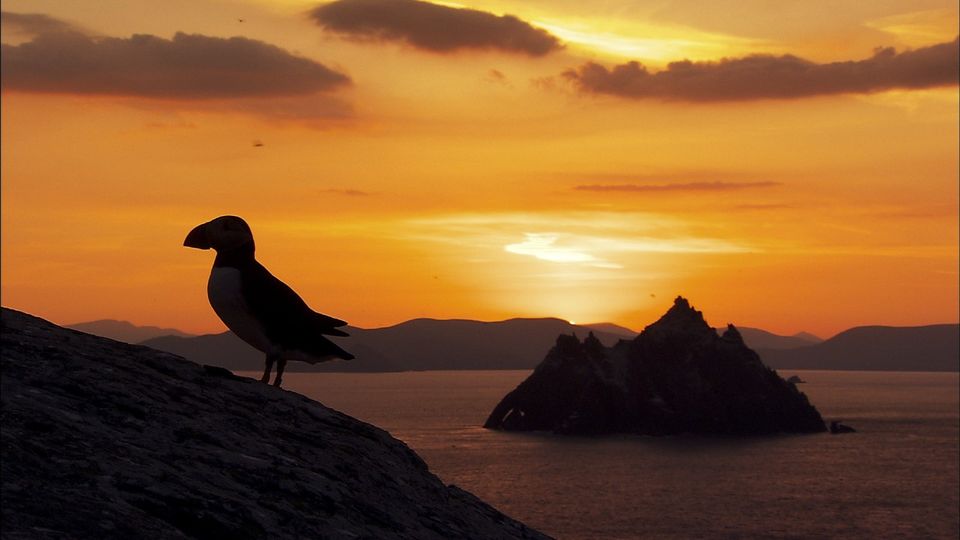 Puffins in Kerry. Credit: Eire Fhiain / TG4