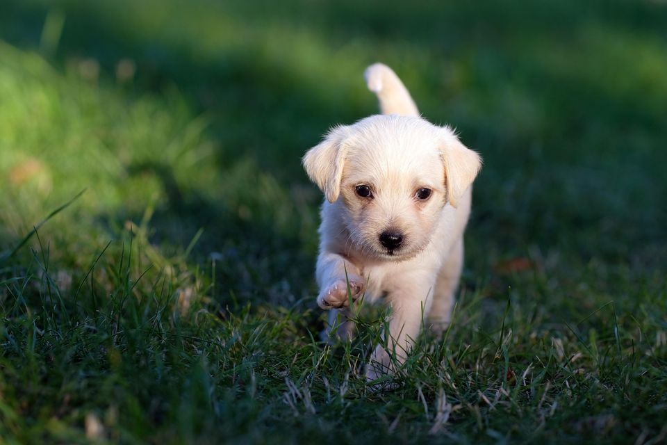 Young animal behaviour is more complicated than just instincts.