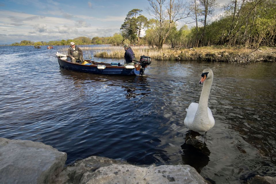 Swanning off..One of the Resident swans at Ross Castle, photobombs Members of Lough Lein Anglers’ Association, Killarney, one of the longest established fishing clubs in Ireland, competing in the 36th annual charity  open fly fishing competition  known as ‘The Charity’ which took place recently. This years beneficiaries are Kerry Friends of Motor Neurone - a most deserving charity.