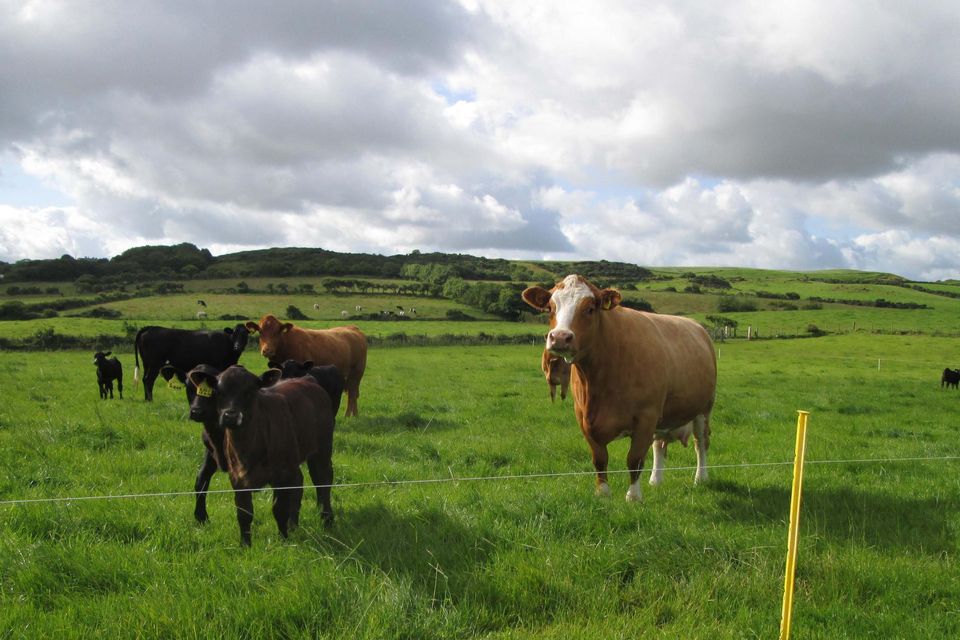 For farmers who weren’t in the BDGP scheme, it is recommended to check your Euro-Star ratings in order to assess the current status of your herd