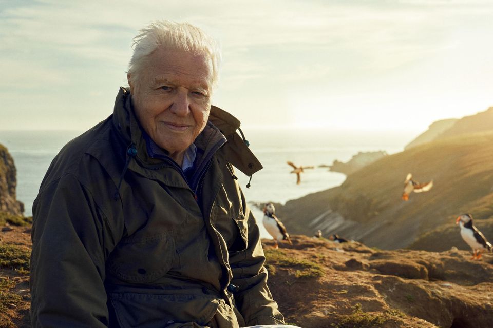 Wild Isles,16-08-2022,Sir David Attenborough,Sir David Attenborough, filming for Wild Isles series, next to Common puffins (Fratercula arctica), Skomer Island, off Pembrokeshire coast, Wales, UK, June 2022,©Alex Board/Silverback Films,Alex Board