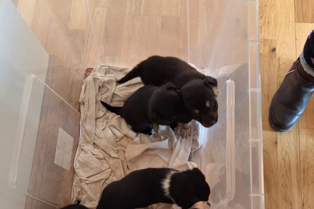 A large ‍litter of puppies being cared for by volunteers