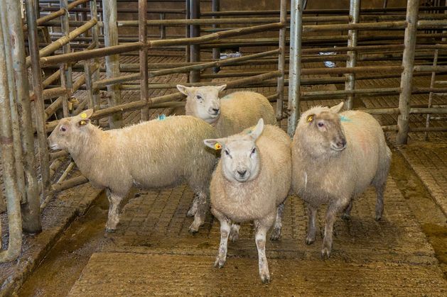 Supply tightness and export demand power sheep market rally