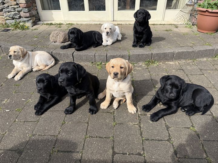 ‘It was a pleasure having them’ – From Kerry with care as guide dog puppies begin training