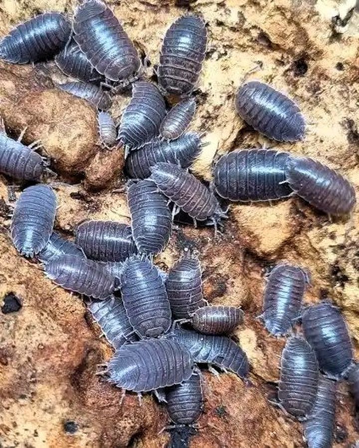 Nature Trail: There are over 30 species of woodlouse in Ireland, but only three are common