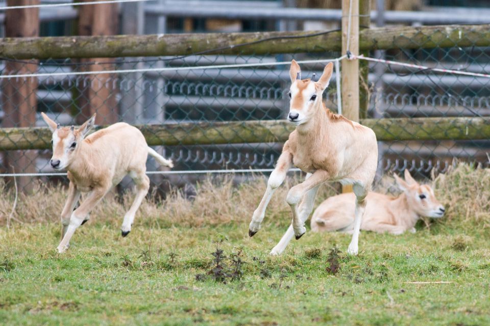 Two of the new baby Scimitar-horned Oryx recently born in Fota Wildlife Park, Cork